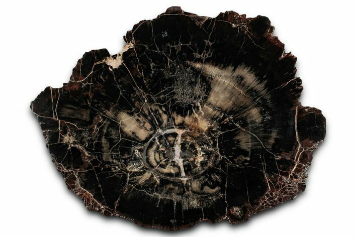 Polished Triassic Petrified Wood (Araucarioxylon) Round - Utah #358813